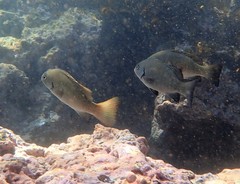 Girella elevata
