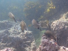 Girella elevata