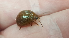 Dicranosterna semipunctata