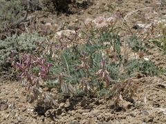 Astragalus malacus