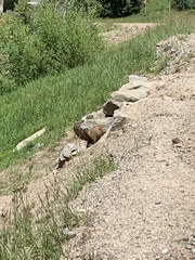 Marmota