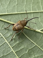 Curculio nucum