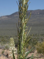 Thelypodium milleflorum