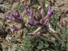 Astragalus malacus