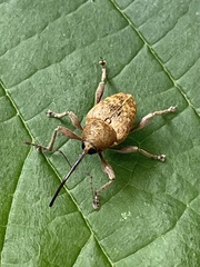 Curculio nucum