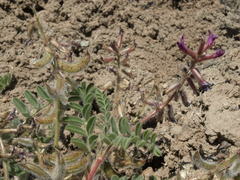 Astragalus malacus