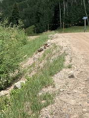 Marmota