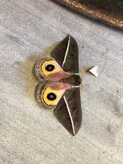 Automeris zephyria