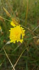 Oedemera virescens