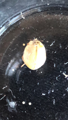 Adalia decempunctata