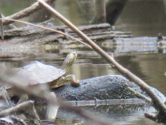 Graptemys sabinensis