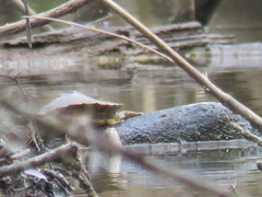 Graptemys sabinensis