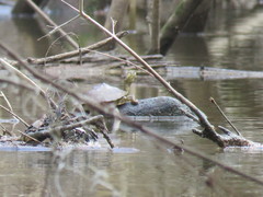 Graptemys sabinensis