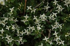 Daphne alpina