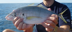 Pseudocaranx dentex
