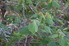Heliocarpus terebinthinaceus