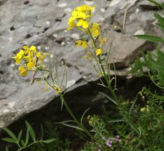 Erysimum pseudorhaeticum