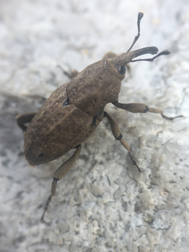 Southern Corn Billbug