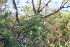 Heliocarpus terebinthinaceus