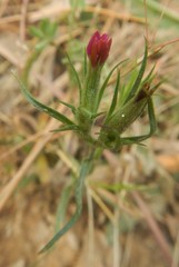Dianthus armeria