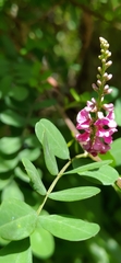 Indigofera pseudotinctoria