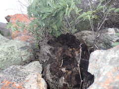 Dioscorea hemicrypta