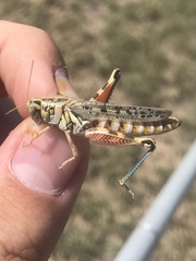 Melanoplus occidentalis
