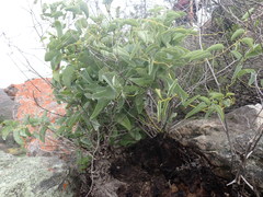 Dioscorea hemicrypta