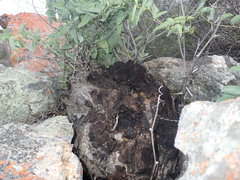 Dioscorea hemicrypta