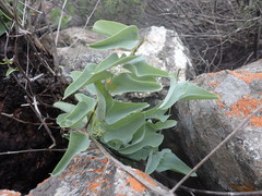 Dioscorea hemicrypta
