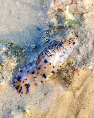 Hypselodoris kanga