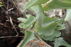 Dioscorea hemicrypta