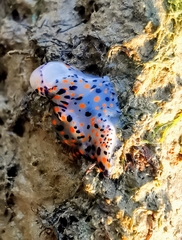 Hypselodoris kanga