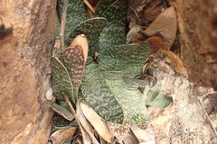 Gasteria brachyphylla