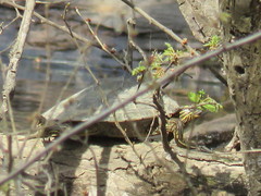 Graptemys sabinensis