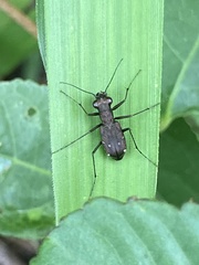 Cylindera kaleea
