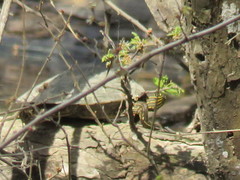 Graptemys sabinensis