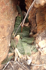 Gasteria brachyphylla