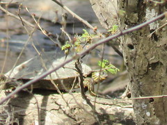 Graptemys sabinensis