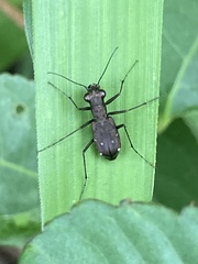 Cylindera kaleea