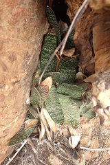 Gasteria brachyphylla