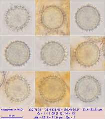 Lamprospora crechqueraultii macrantha