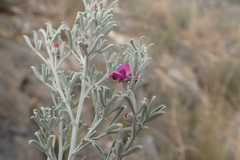 Indigofera complicata
