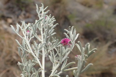 Indigofera complicata
