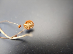 Marasmius graminum