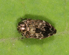 Brachys aeruginosus