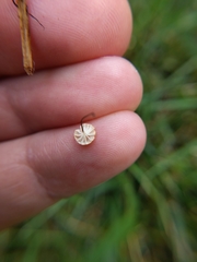 Marasmius graminum
