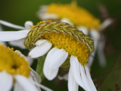 Cucullia chamomillae