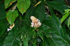 Alpinia sessiliflora