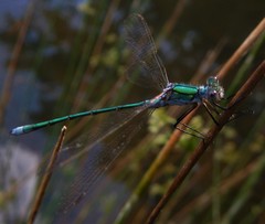 Chalcolestes viridis